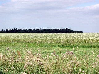 Buckwheat Field in Manitoba