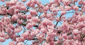 Sakura in its full blossom